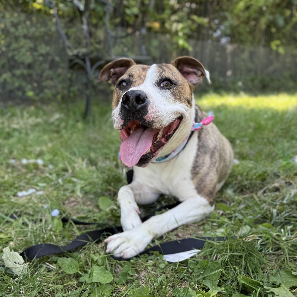 Enlarge Daffy, a Adoptable Mixed Breed in Dover, NH image 6/6