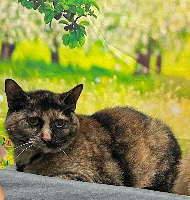 251018  Boo, Adoptable, Adult Female Domestic Short Hair & Domestic Medium Hair.