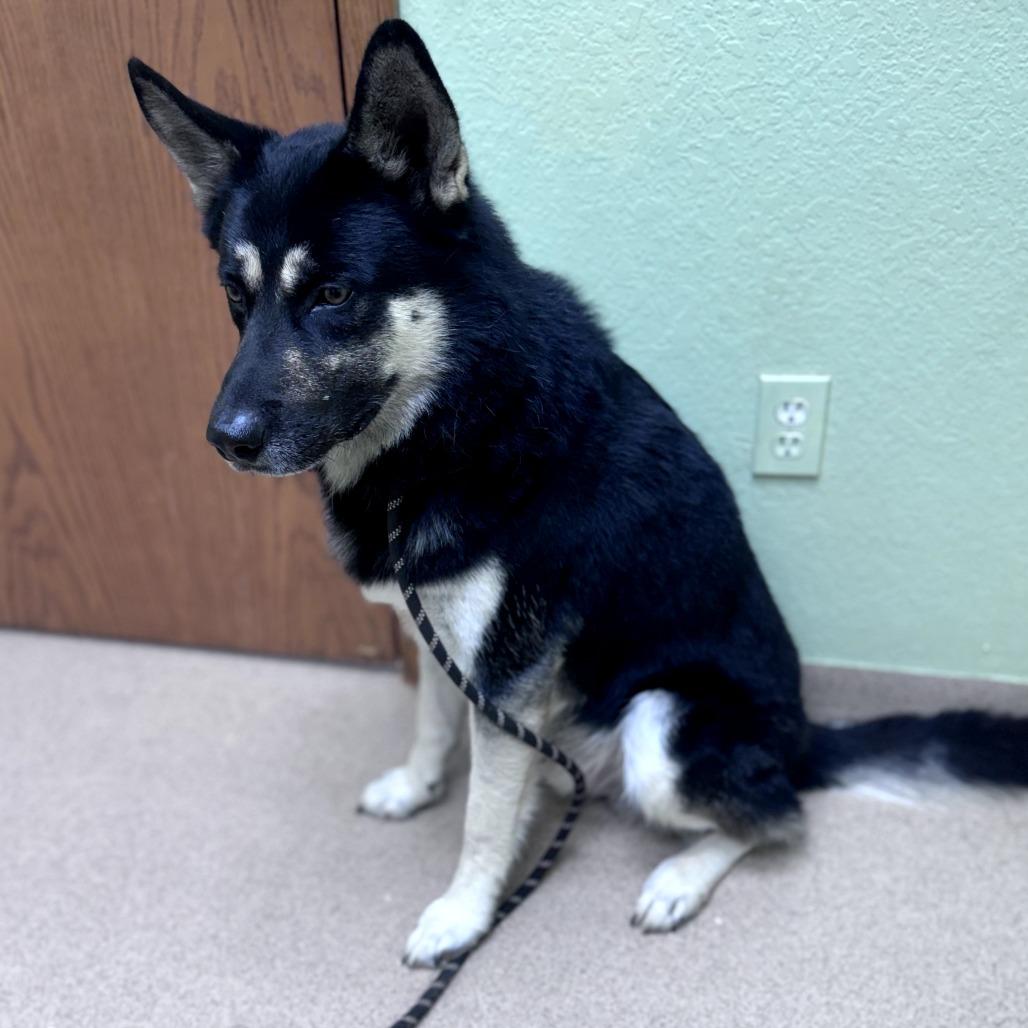 Reggie, Adoptable, Adult Male German Shepherd Dog.