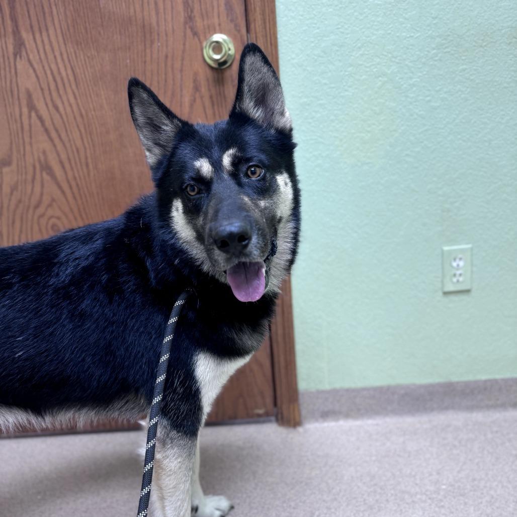 Enlarge Reggie, a Adoptable German Shepherd Dog in Tulsa, OK image 2/2