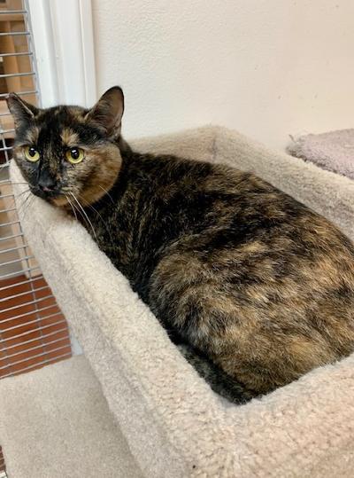 Enlarge Candace, a Adoptable Tortoiseshell in West Hills, CA image 1/3