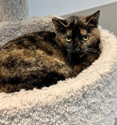 Enlarge Candace, a Adoptable Tortoiseshell in West Hills, CA image 3/3
