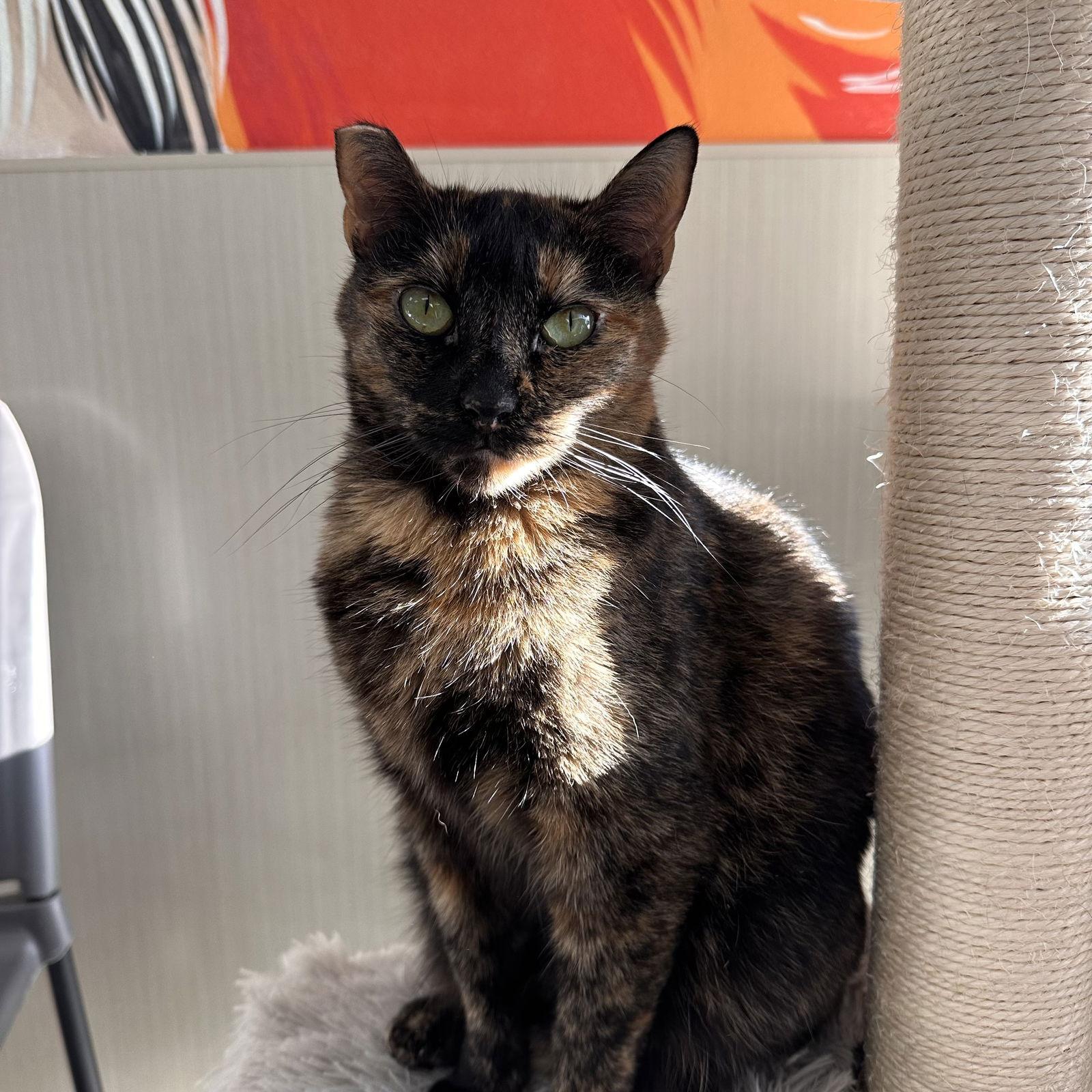 Enlarge Candace, a Adoptable Tortoiseshell in West Hills, CA image 3/3