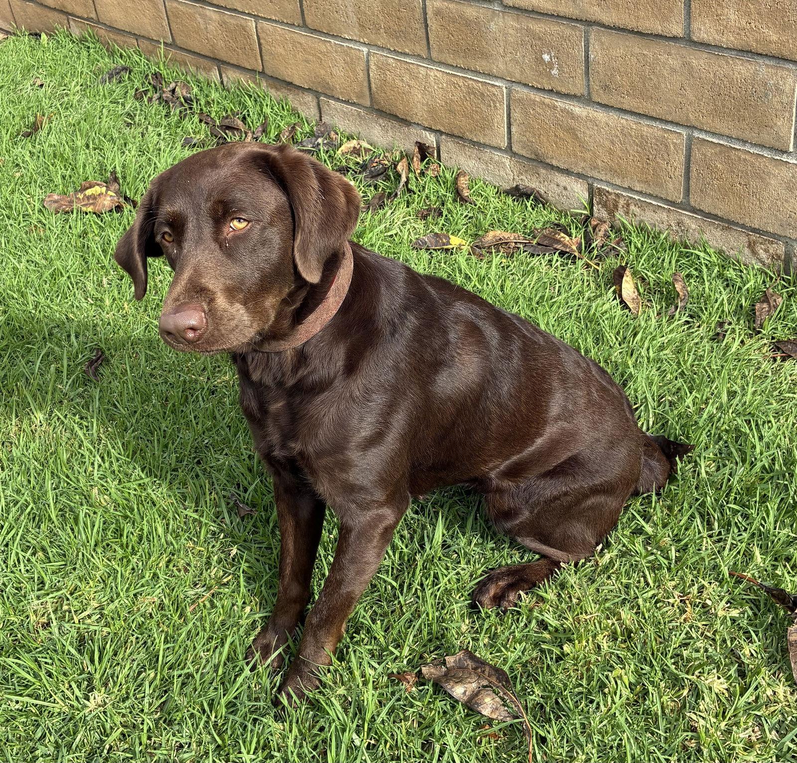 Molly, a Adoptable Labrador Retriever in Hesperia, CA image 1/3