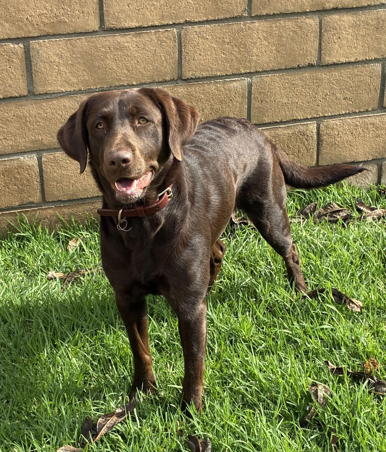 Molly, a Adoptable Labrador Retriever in Hesperia, CA image 2/3