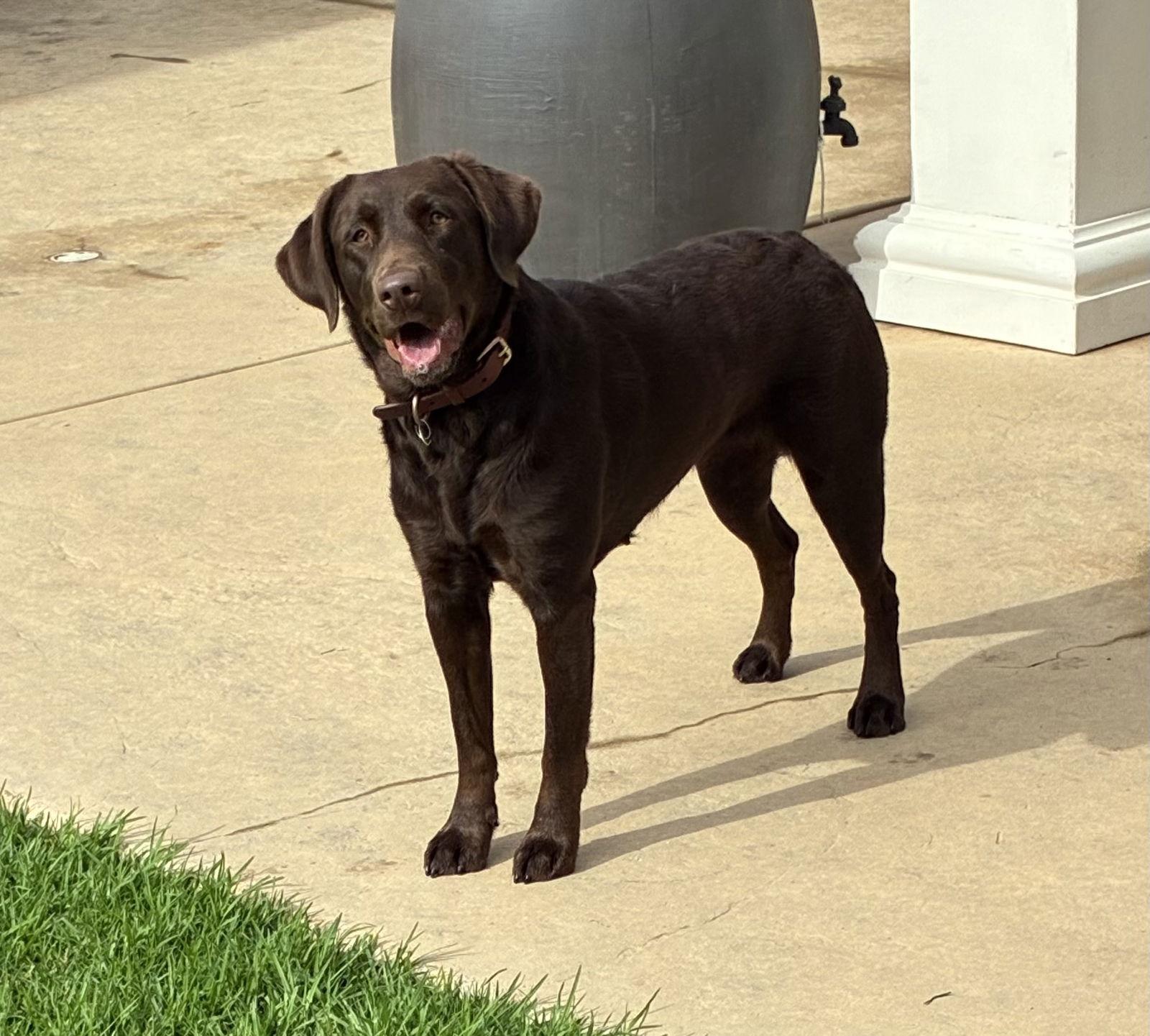 Molly, a Adoptable Labrador Retriever in Hesperia, CA image 3/3