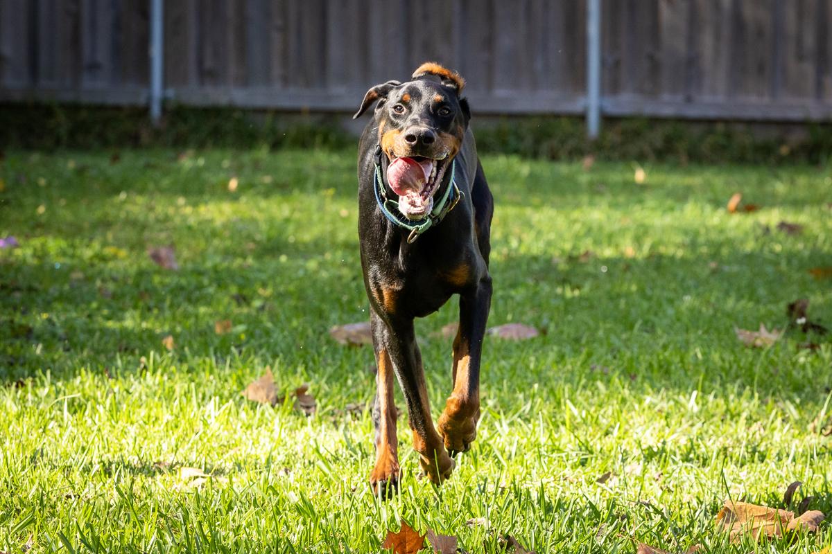 Chandler Goose, Adoptable, Adult Male Doberman Pinscher.