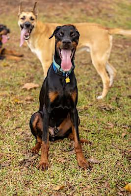 Enlarge Chandler Goose, a Adoptable Doberman Pinscher in Cincinnati, OH image 4/6
