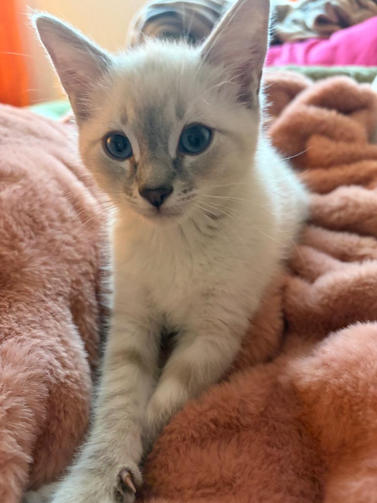 Enlarge Dusty, a Adopted mixed breed in Logan, UT image 1/1
