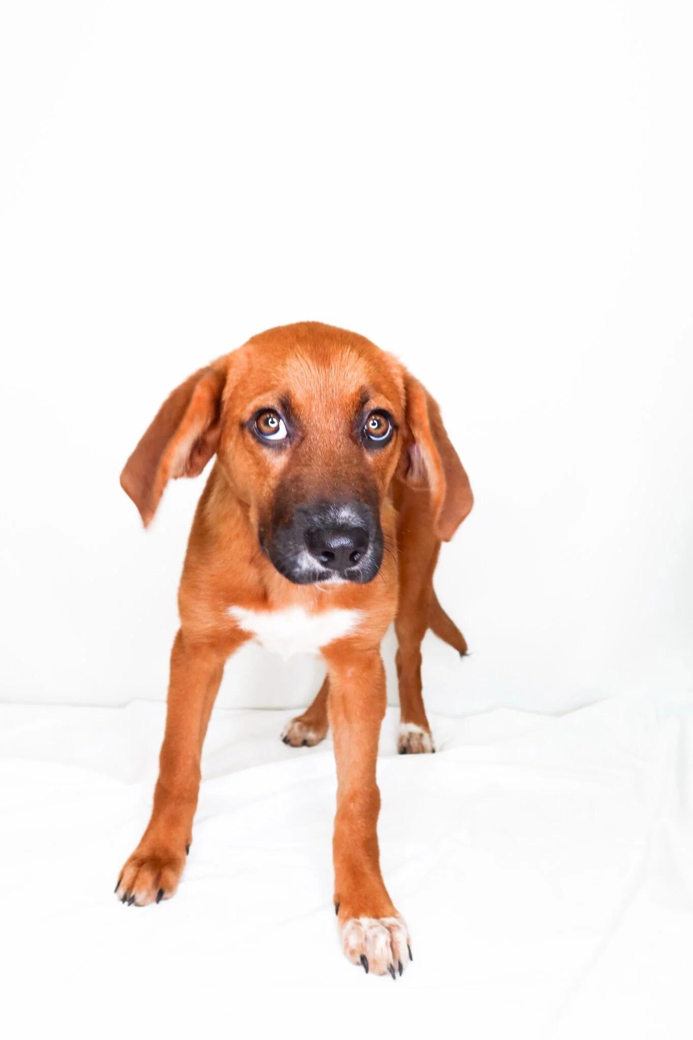 Spencer, a ADOPTABLE mixed breed in Bixby, OK image 2/4