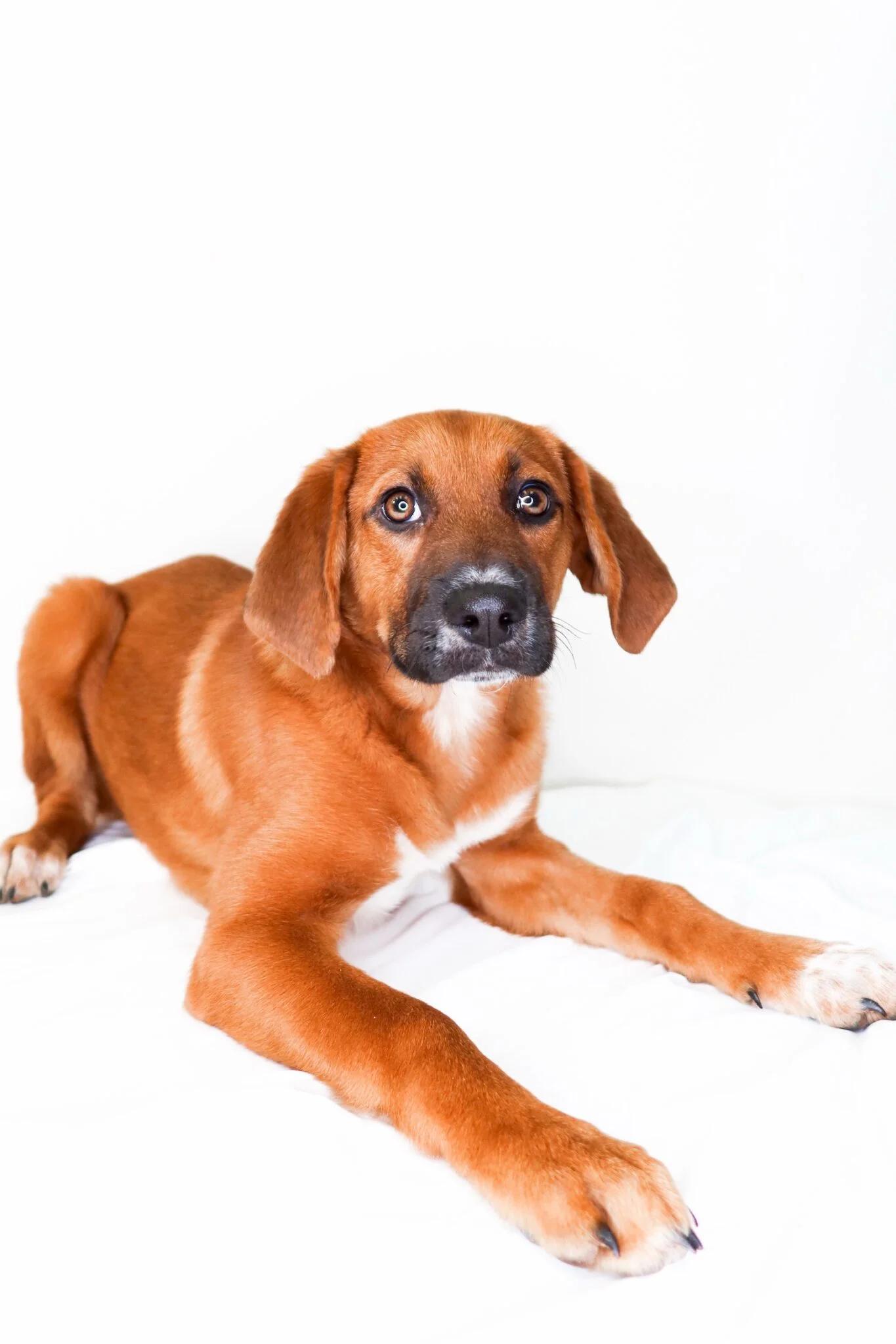 Spencer, a ADOPTABLE mixed breed in Bixby, OK image 3/4
