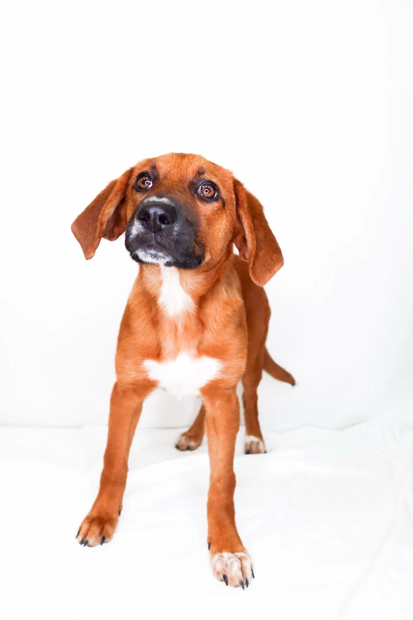 Spencer, a ADOPTABLE mixed breed in Bixby, OK image 4/4
