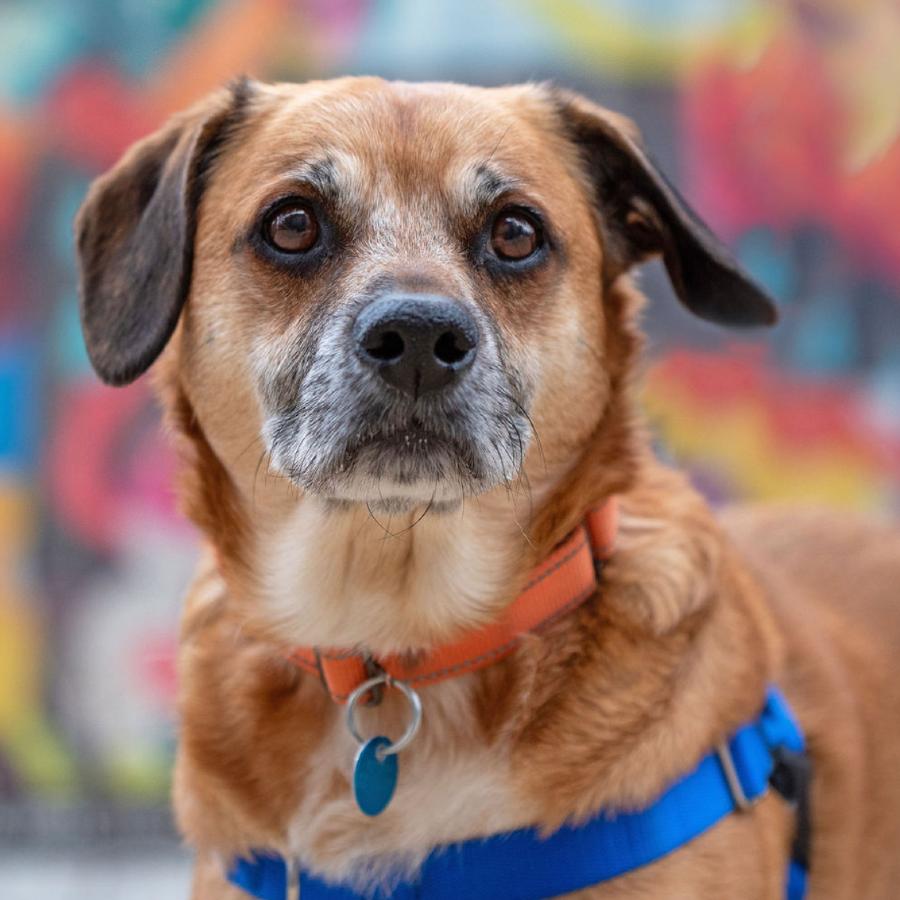 Enlarge Jaxxson, a Adoptable mixed breed in Washington, DC image 1/6