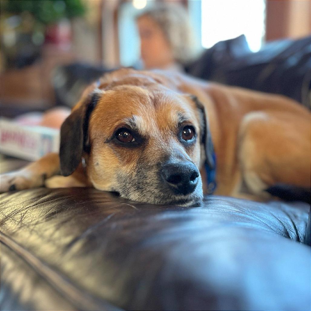 Enlarge Jaxxson, a Adoptable mixed breed in Washington, DC image 2/6