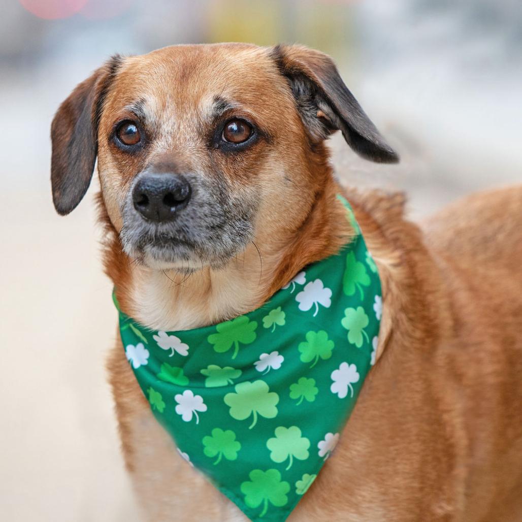 Enlarge Jaxxson, a Adoptable mixed breed in Washington, DC image 3/6