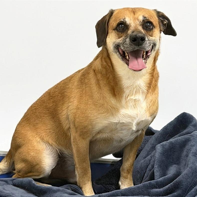 Enlarge Jaxxson, a Adoptable mixed breed in Washington, DC image 4/6