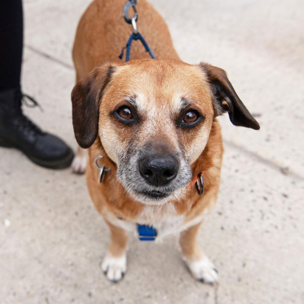 Jaxxson, a Adoptable mixed breed in Washington, DC image 5/6