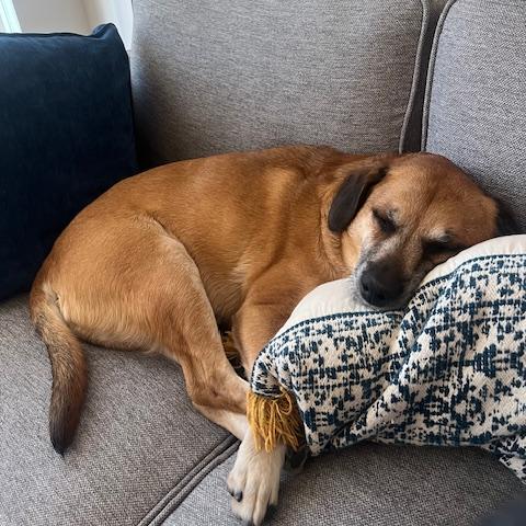 Enlarge Jaxxson, a Adoptable mixed breed in Washington, DC image 5/6