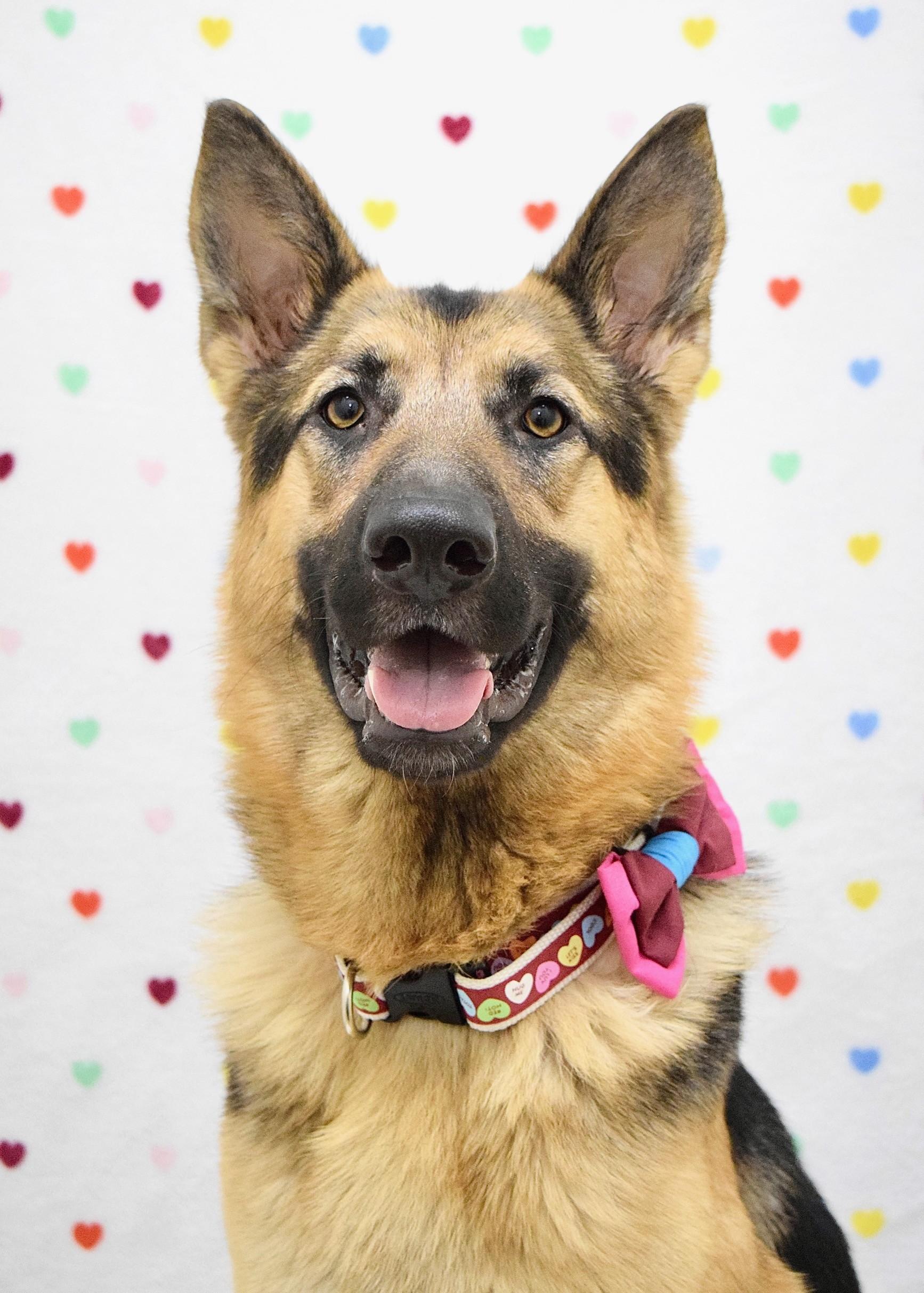Gretchen, adopted, Young Female German Shepherd Dog.