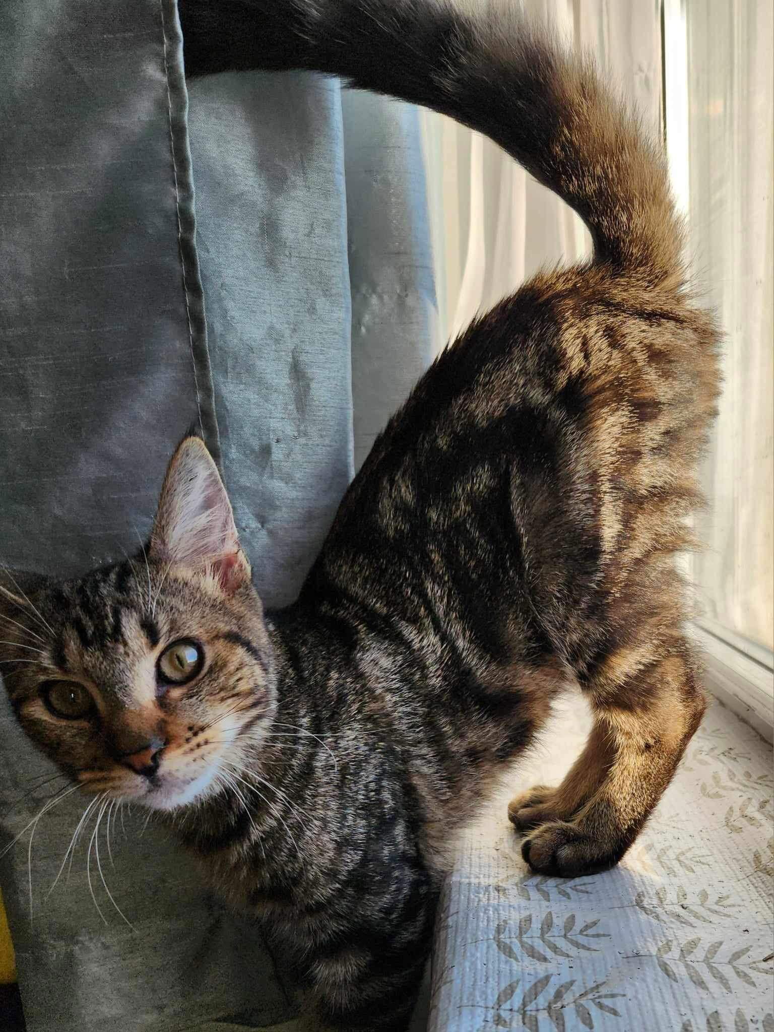 Simon, a Adoptable Domestic Short Hair in Brooklyn, NY image 1/3