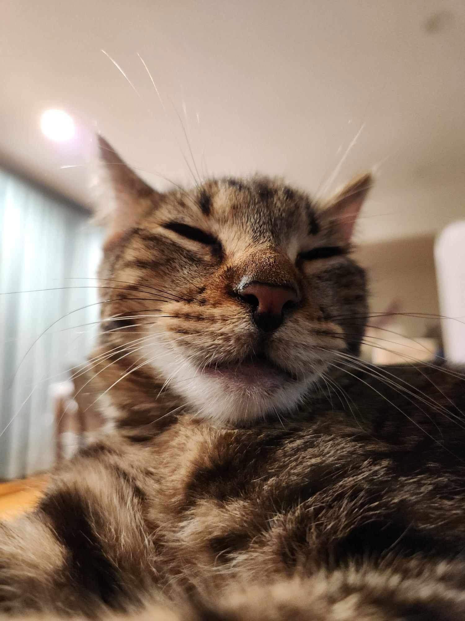 Simon, a Adoptable Domestic Short Hair in Brooklyn, NY image 2/3