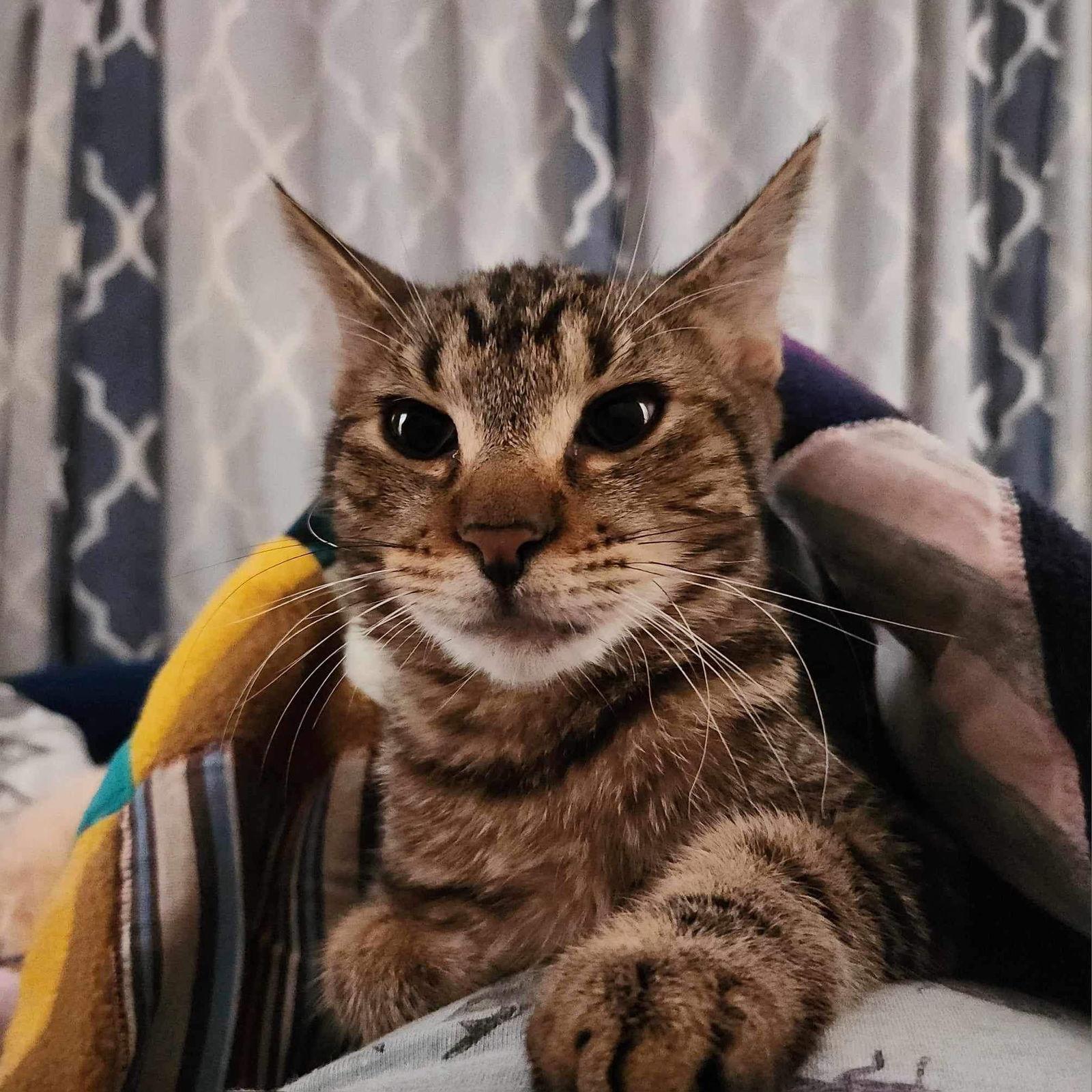 Simon, Adoptable, Kitten Male Domestic Short Hair.