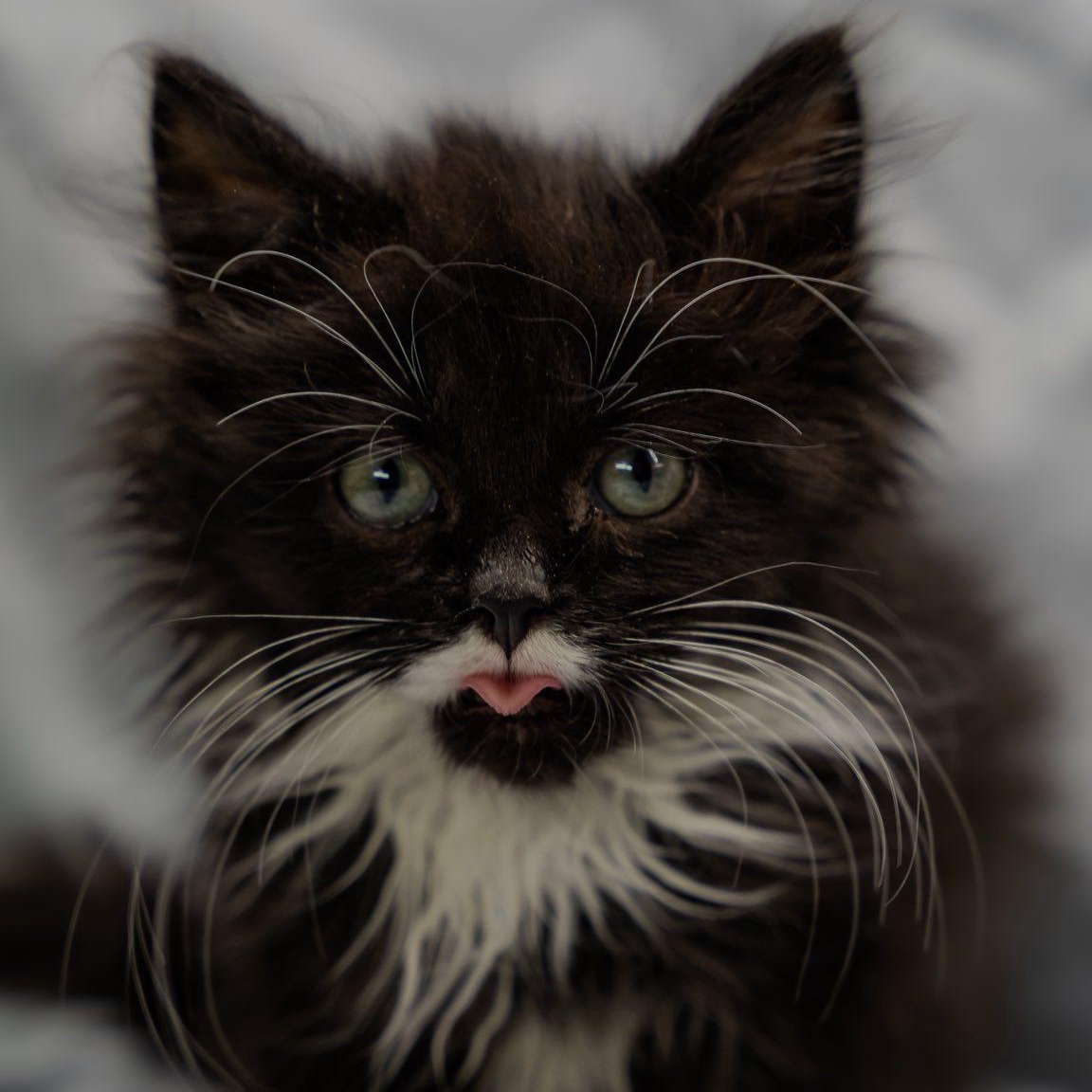 Drama Lama, adopted, Kitten Male Domestic Long Hair.