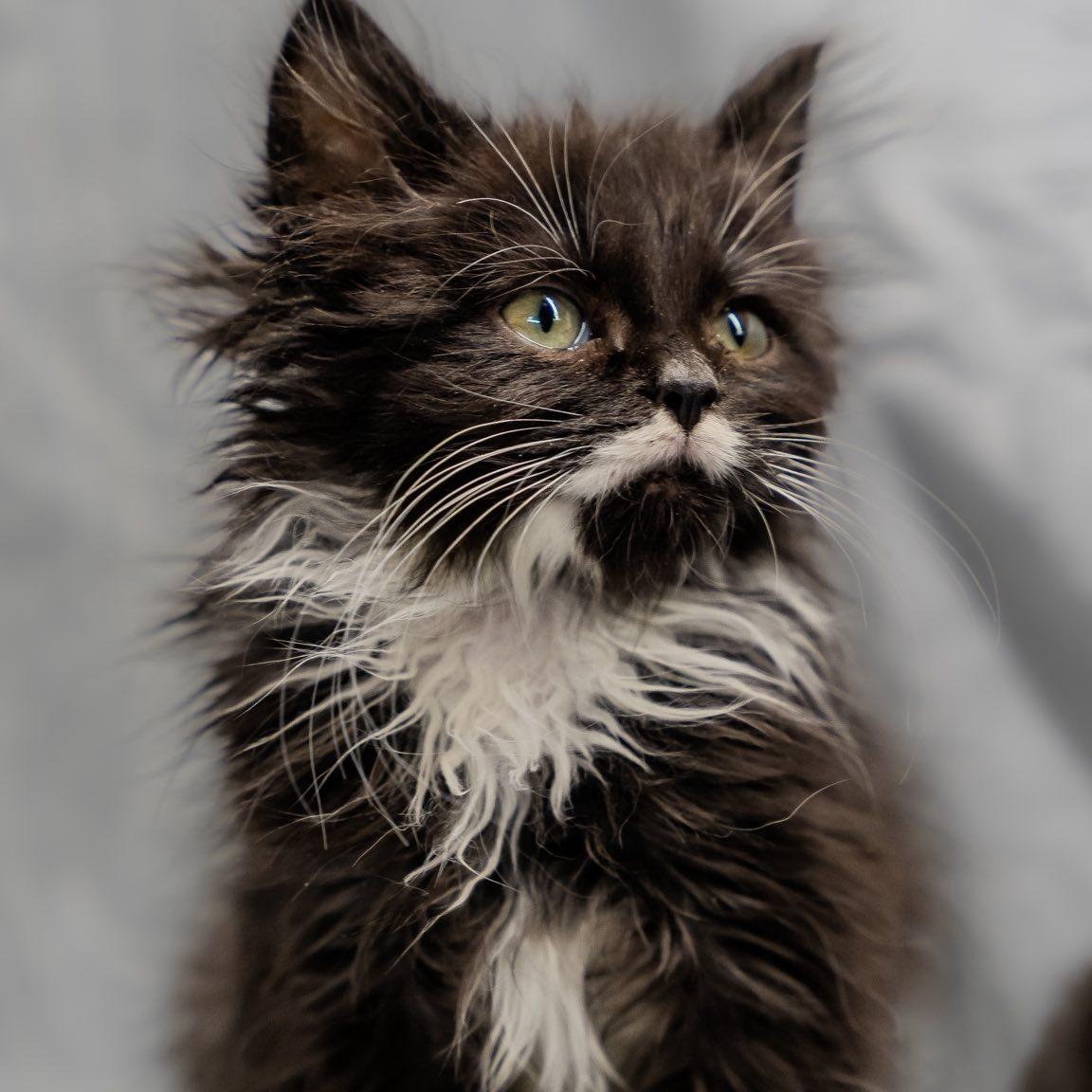 Enlarge Drama Lama, an adopted Domestic Long Hair in Alexandria, IN image 4/4