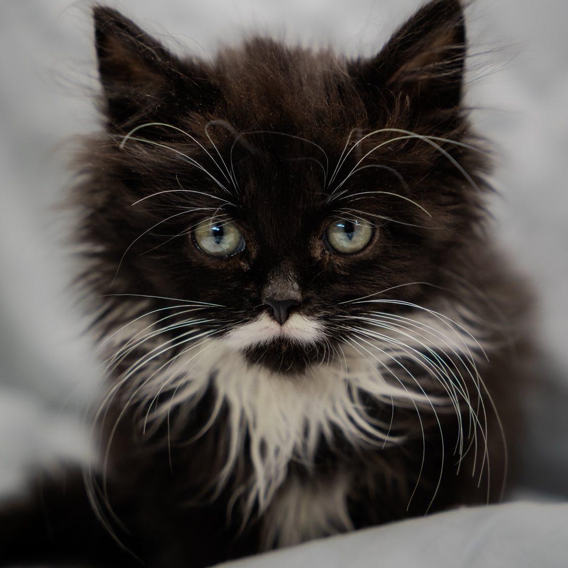 Enlarge Drama Lama, an adopted Domestic Long Hair in Alexandria, IN image 3/4