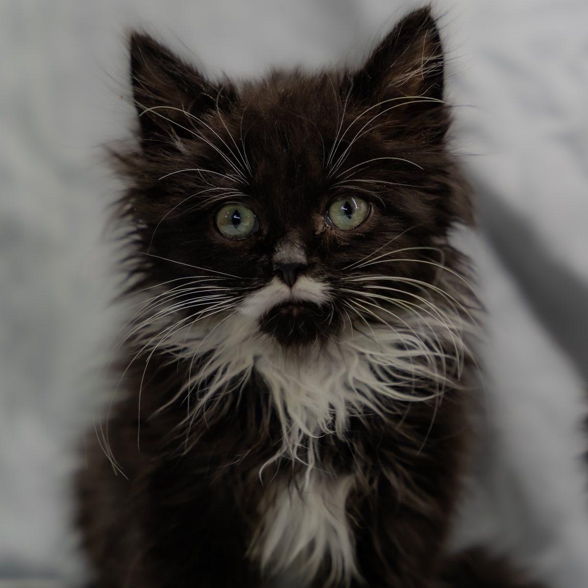 Enlarge Drama Lama, an adopted Domestic Long Hair in Alexandria, IN image 2/4