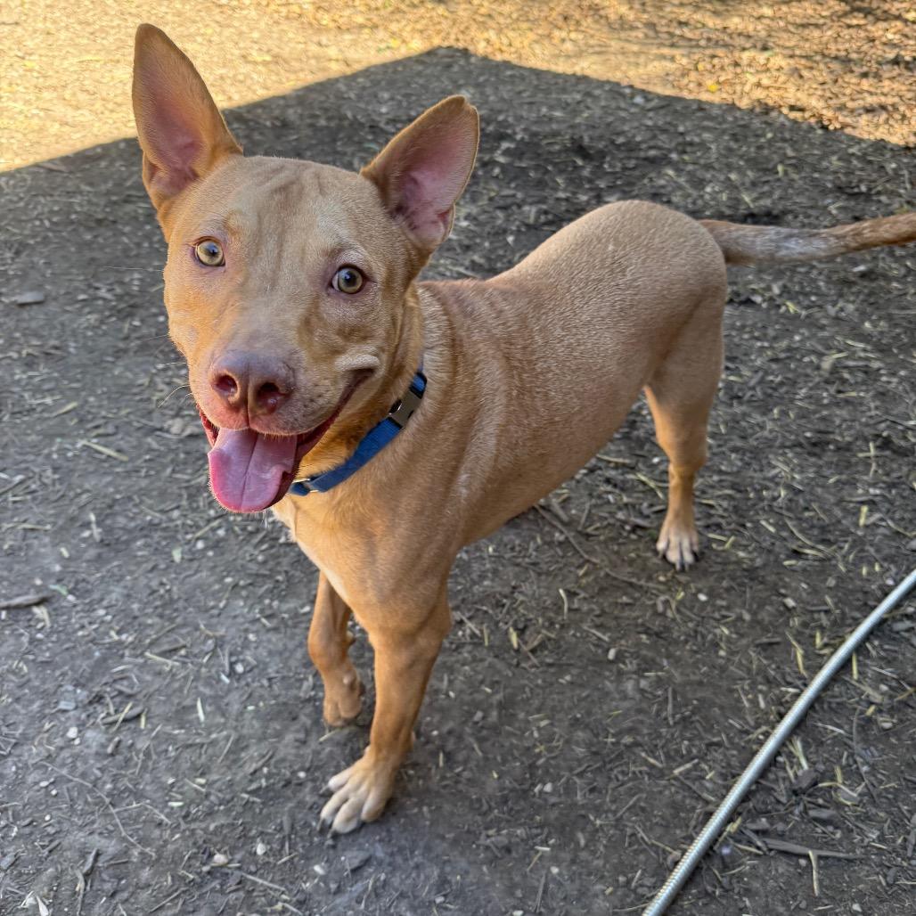 Diesel, Adoptable, Young Male Labrador Retriever & Terrier.