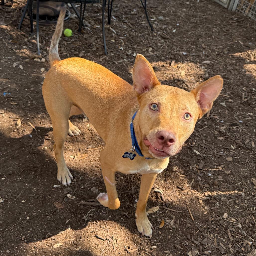 Enlarge Diesel, a Adoptable mixed breed in Boerne, TX image 2/6