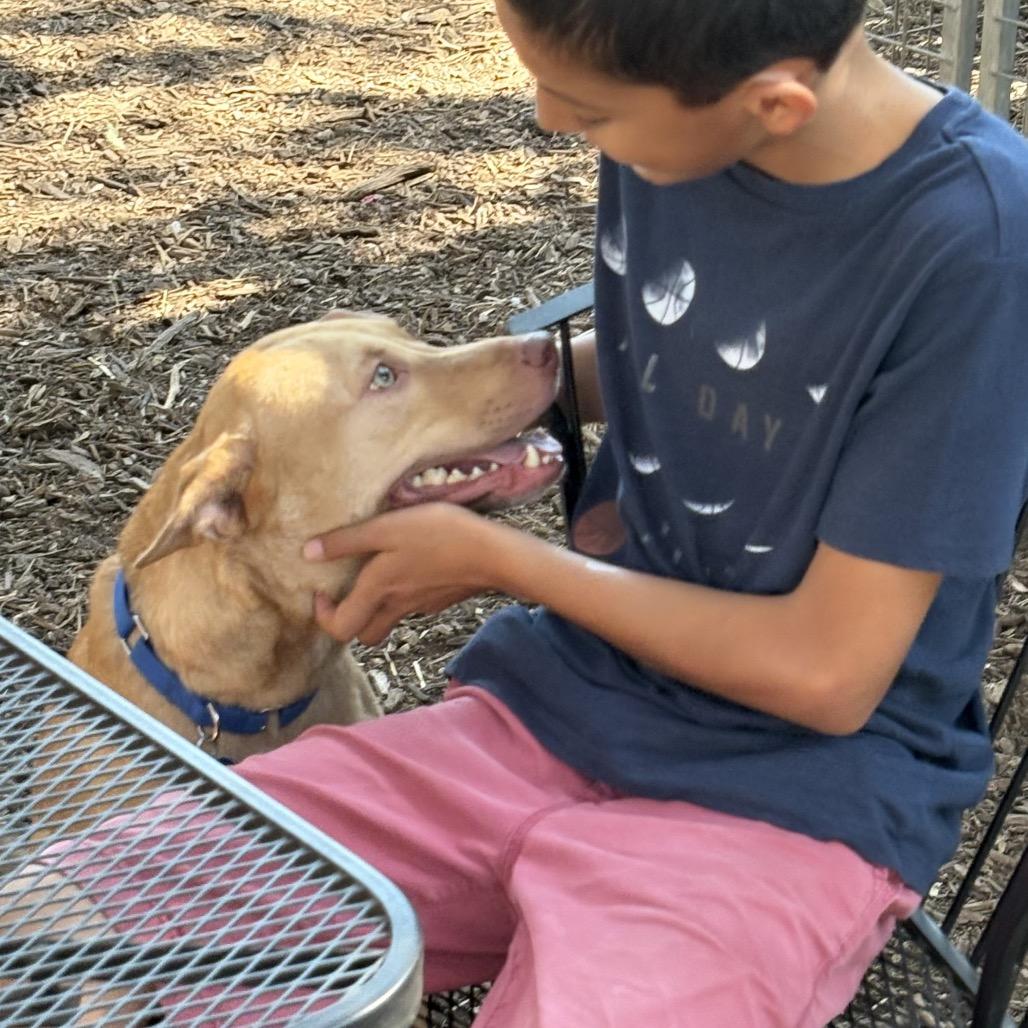 Enlarge Diesel, a Adoptable mixed breed in Boerne, TX image 4/6