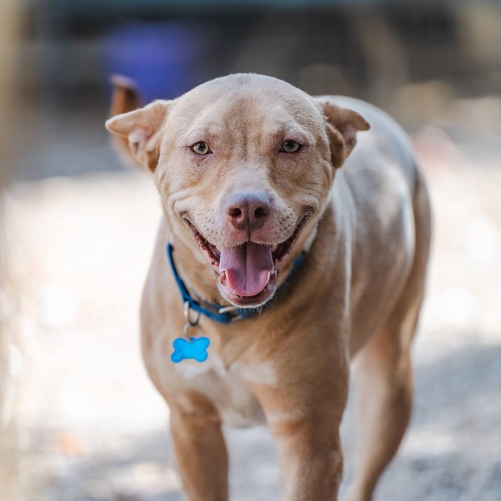 Enlarge Diesel, a Adoptable mixed breed in Boerne, TX image 5/6