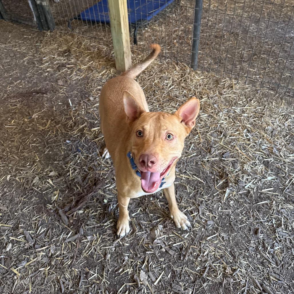 Enlarge Diesel, a Adoptable mixed breed in Boerne, TX image 6/6