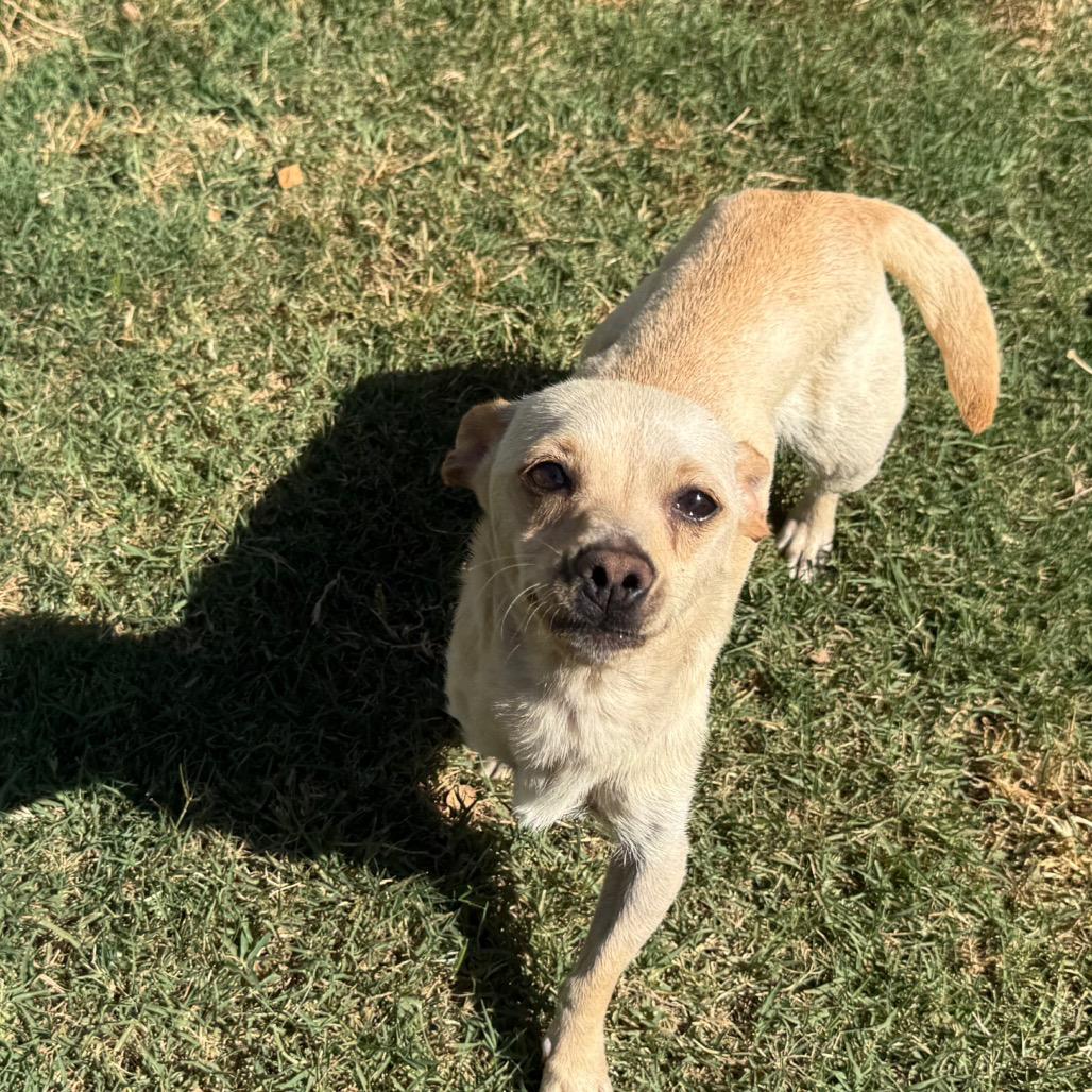 Hope (*), Adoptable, Adult Female Chihuahua & Mixed Breed.