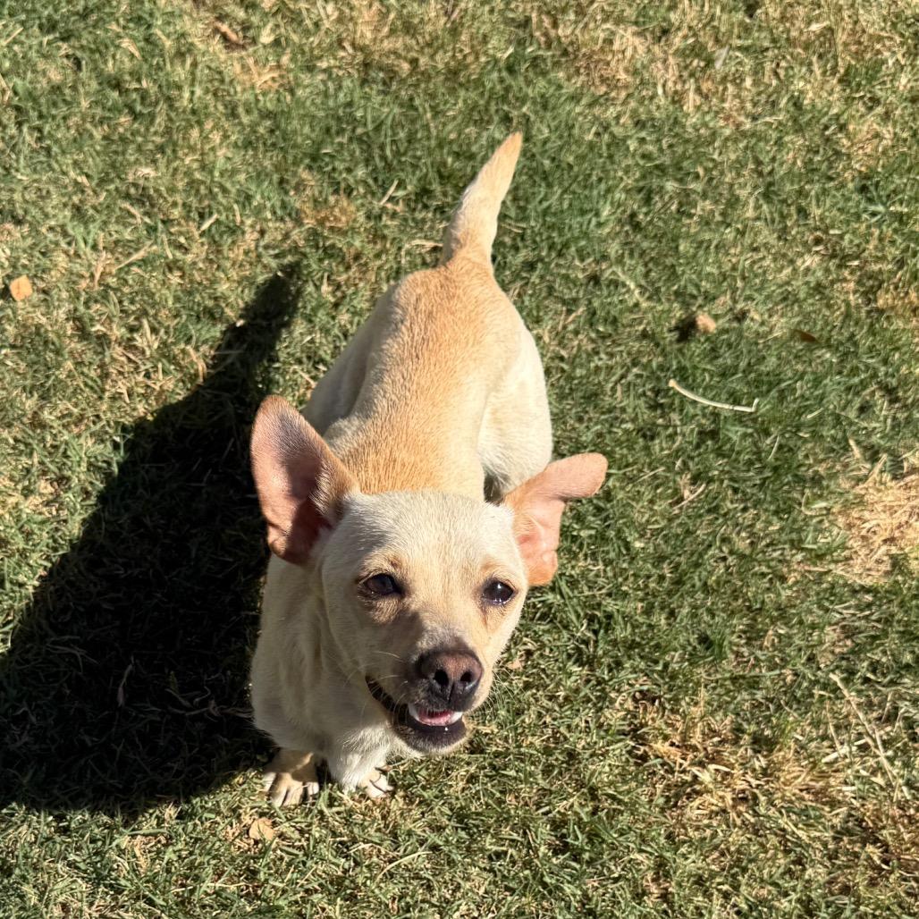 Hope (*), a Adoptable mixed breed in Sacramento, CA image 2/5