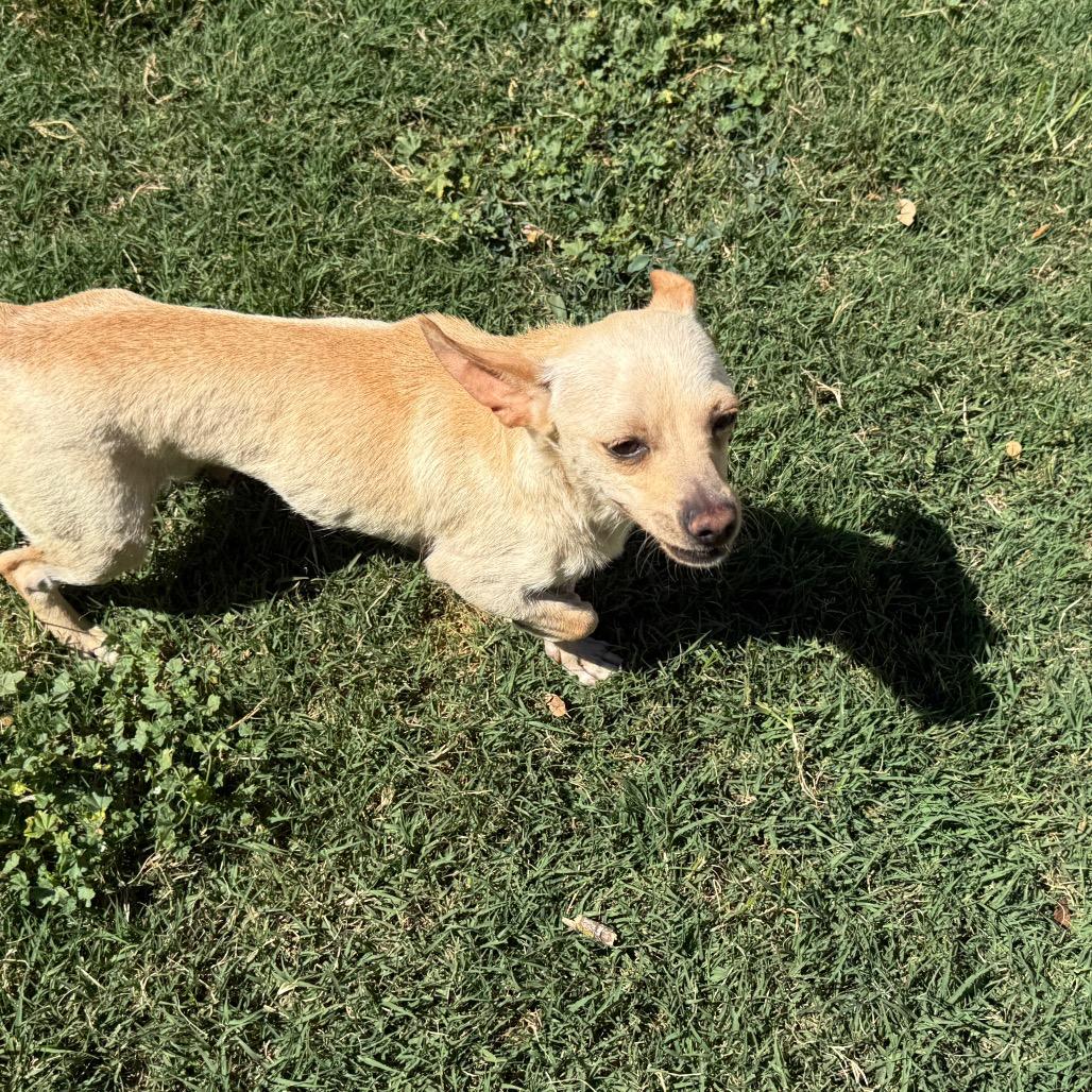 Hope (*), a Adoptable mixed breed in Sacramento, CA image 3/5