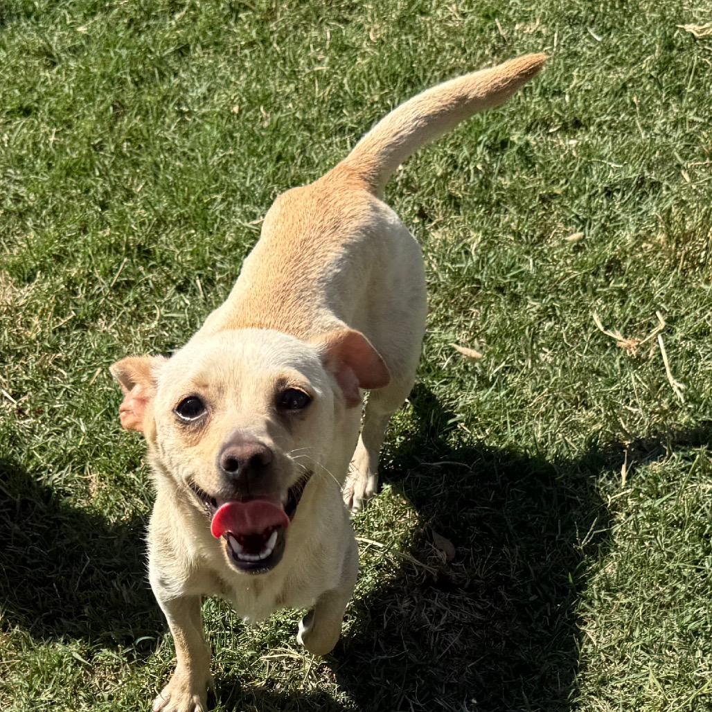 Hope (*), a Adoptable mixed breed in Sacramento, CA image 4/5