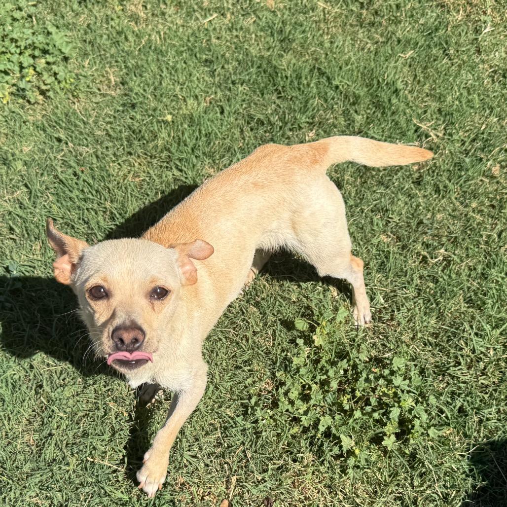 Hope (*), a Adoptable mixed breed in Sacramento, CA image 5/5