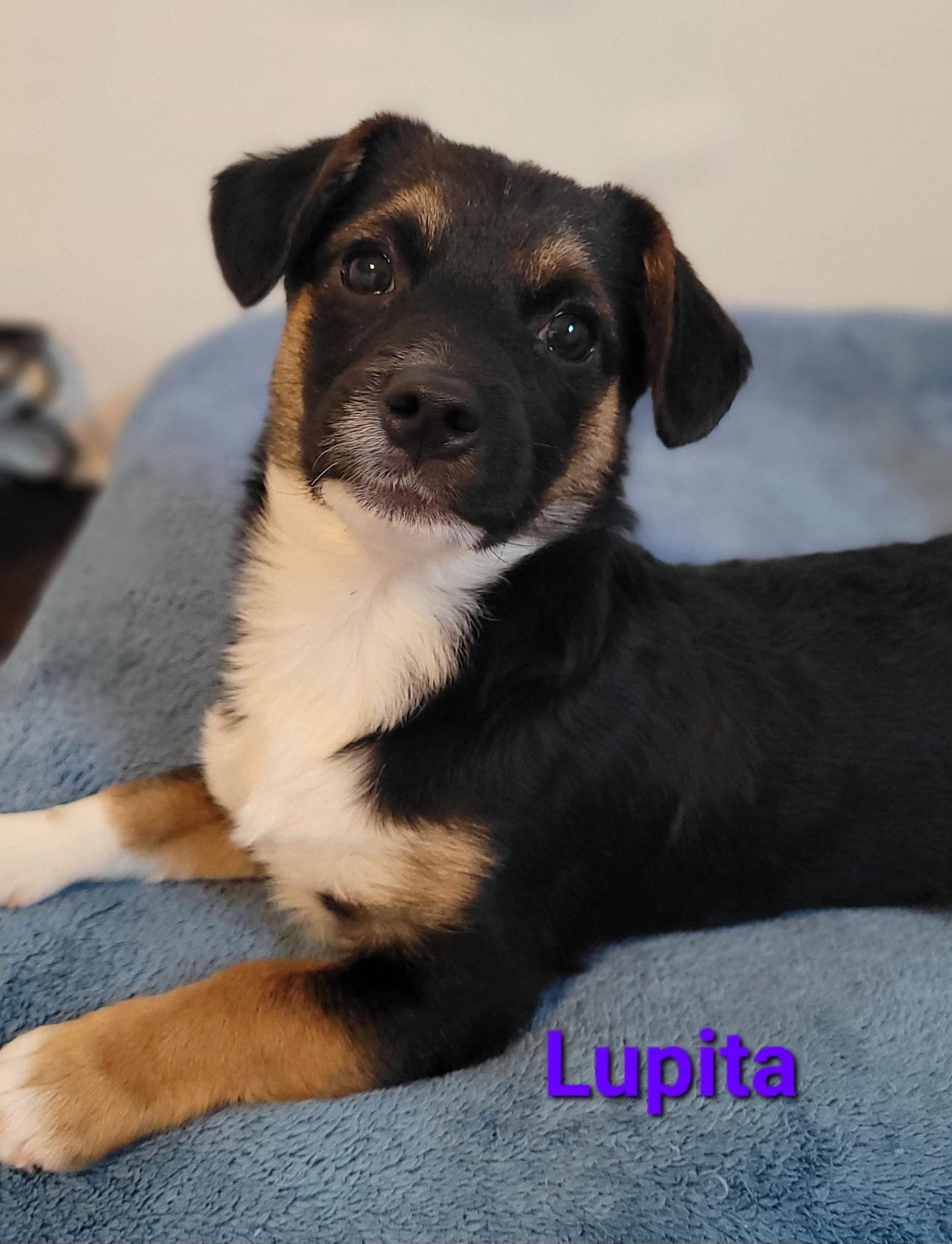 Enlarge Lupita, a Adoptable mixed breed in West Des Moines, IA image 1/3