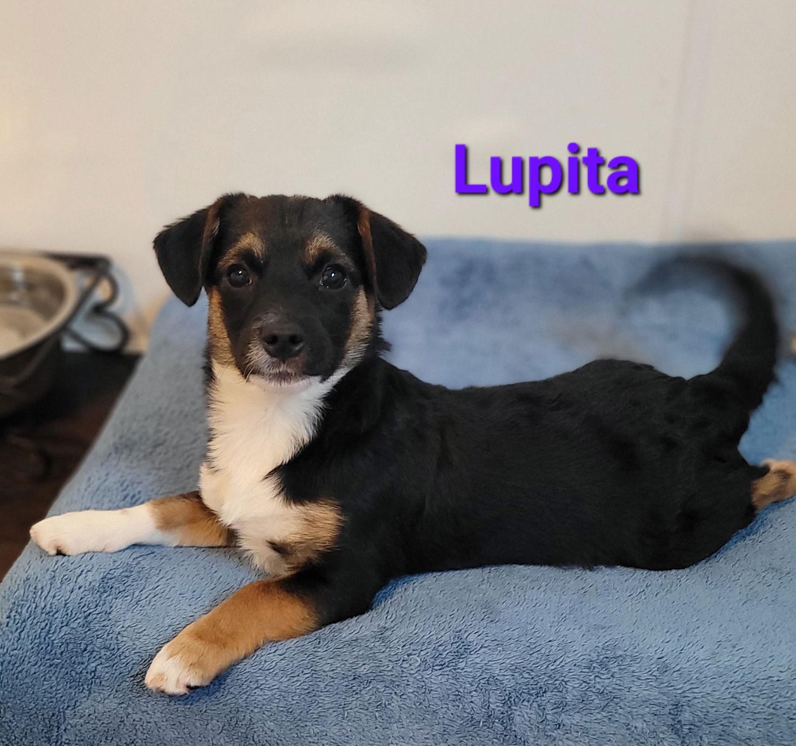 Enlarge Lupita, a Adoptable mixed breed in West Des Moines, IA image 2/3
