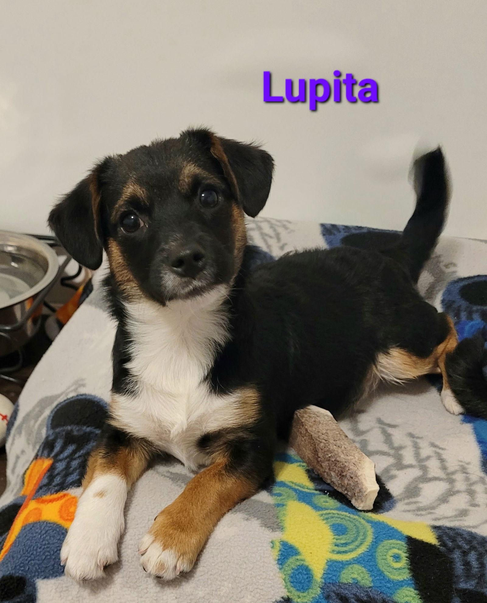 Enlarge Lupita, a Adoptable mixed breed in West Des Moines, IA image 3/3