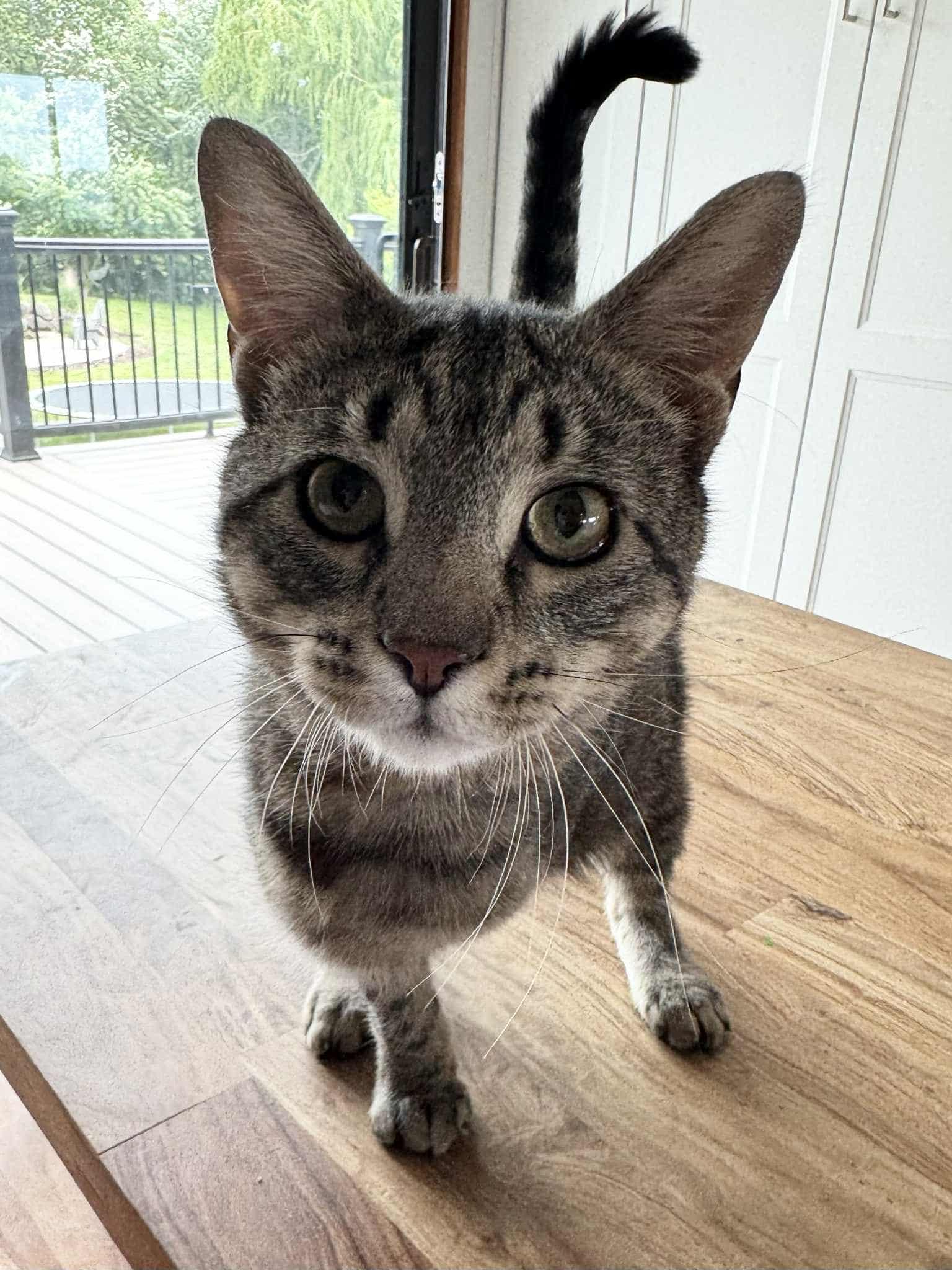 Easter Egg (FELV+, Tripod)