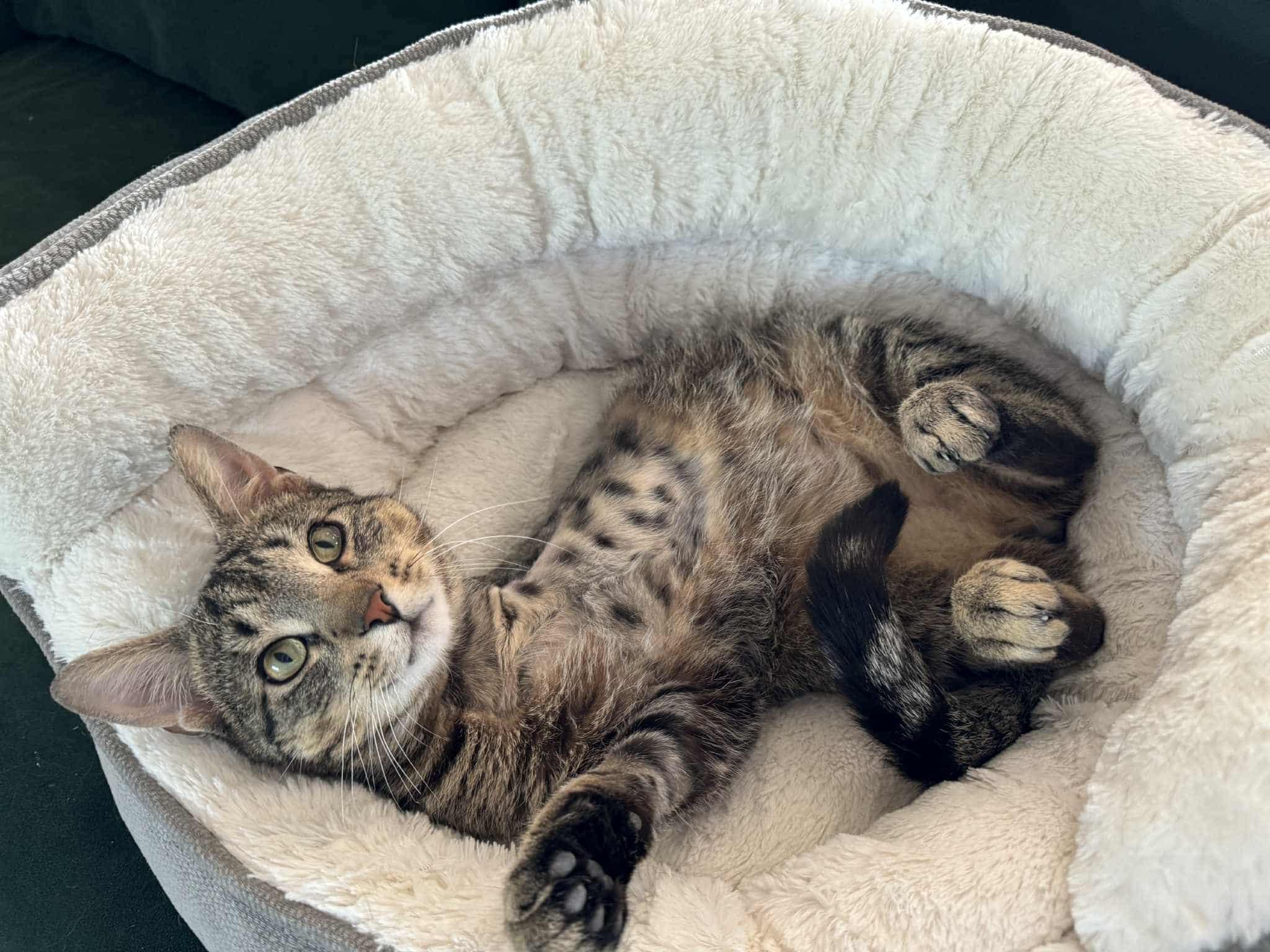 Easter Egg (FELV+, Tripod)