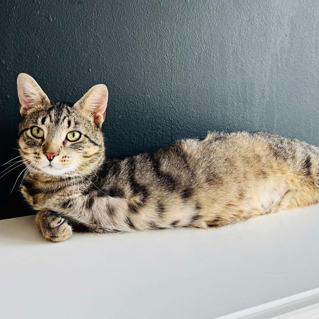 Easter Egg (FELV+, Tripod)