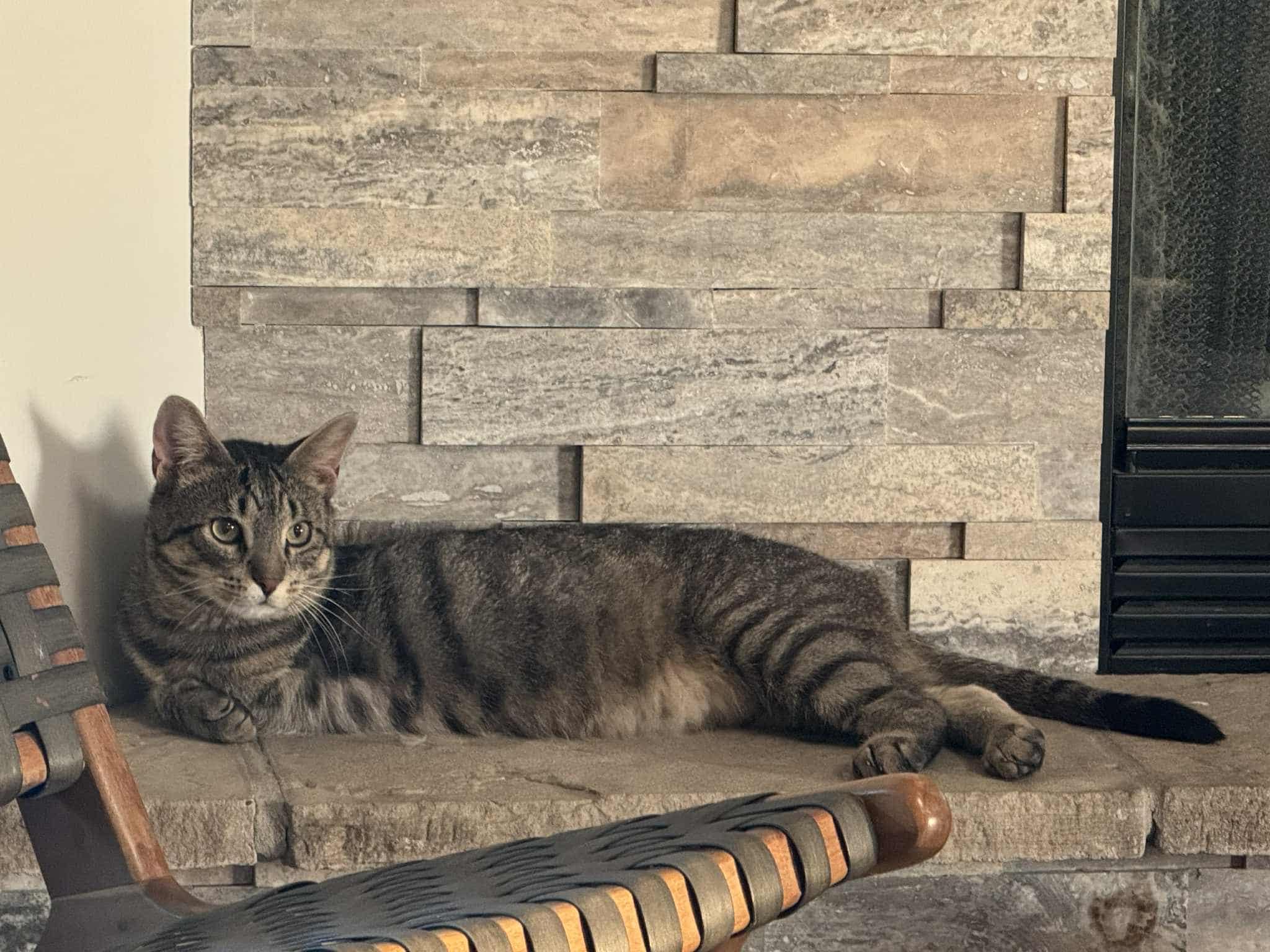 Easter Egg (FELV+, Tripod)