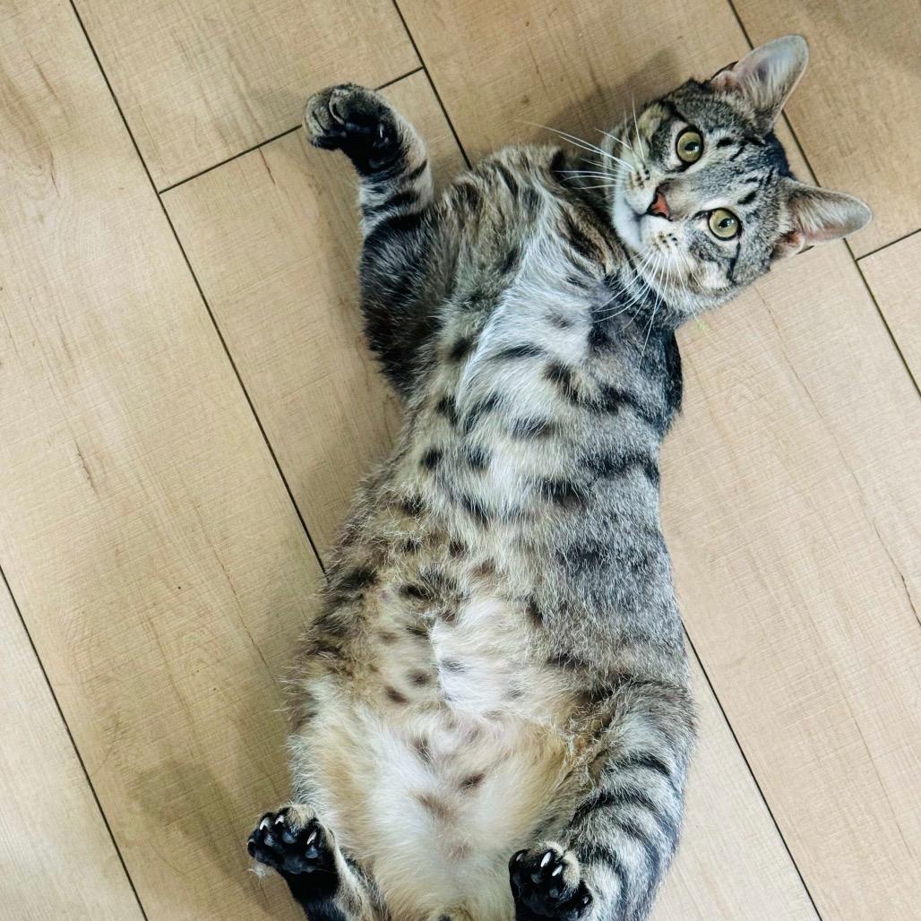 Easter Egg (FELV+, Tripod)