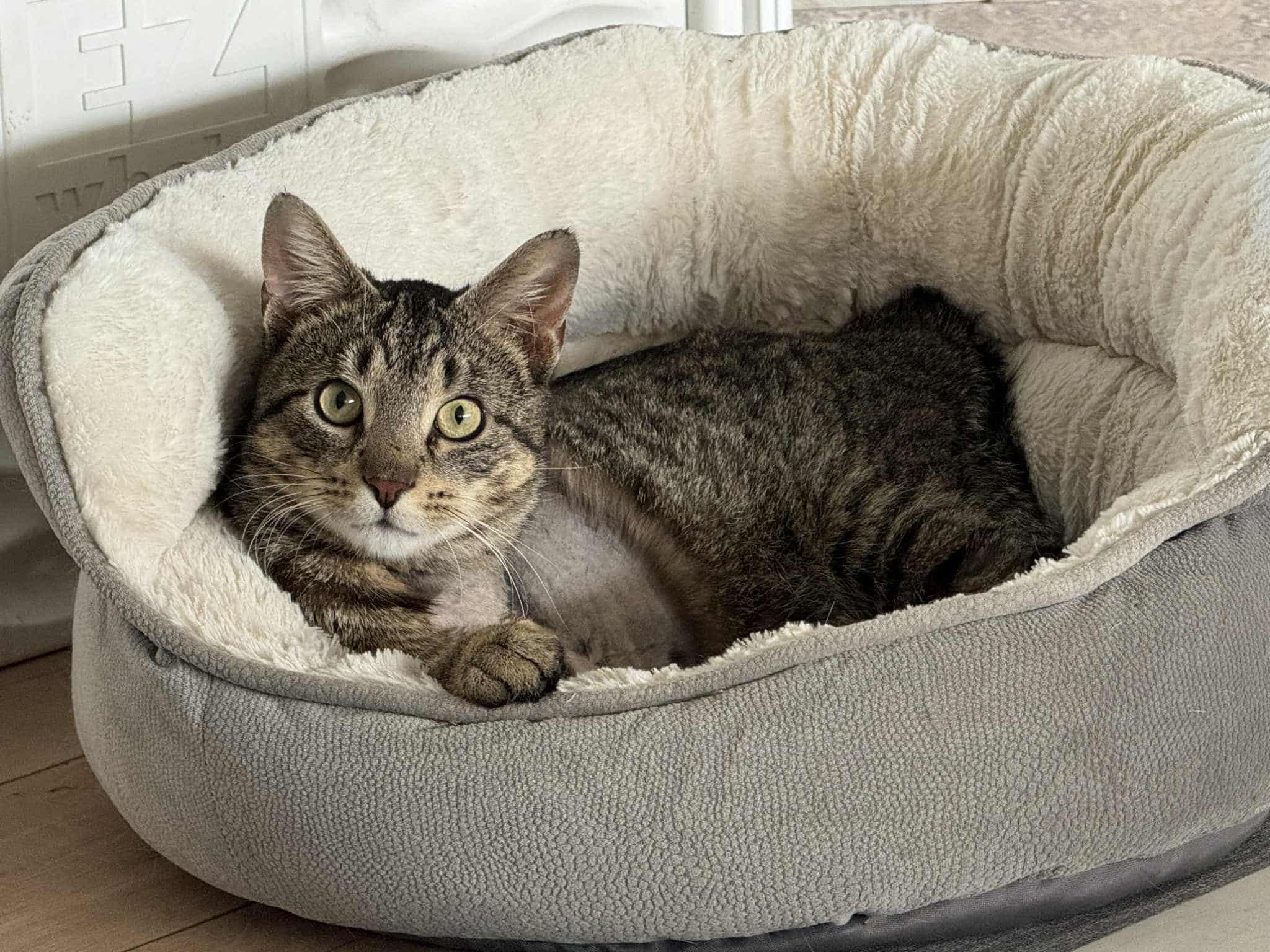 Easter Egg (FELV+, Tripod)