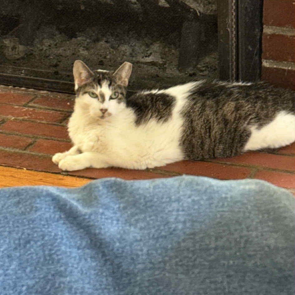 Betty, Adoptable, Adult Female American Shorthair & Tabby.